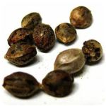 Семена марихуаны АК-47  (Seeds AK-47) в Аткарске